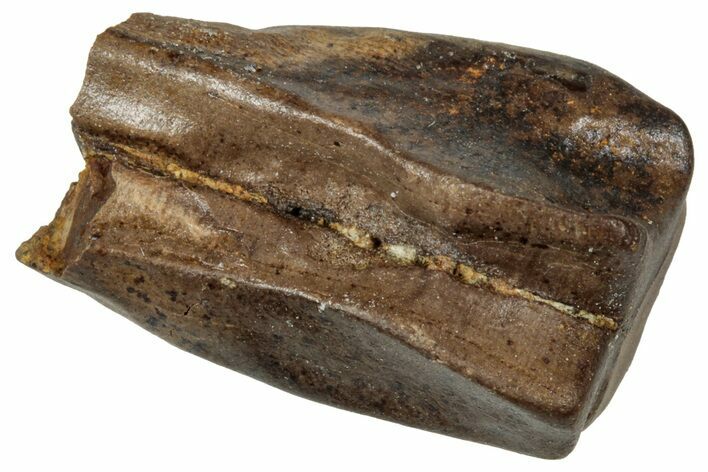 Fossil Triceratops Shed Tooth - Wyoming #358192